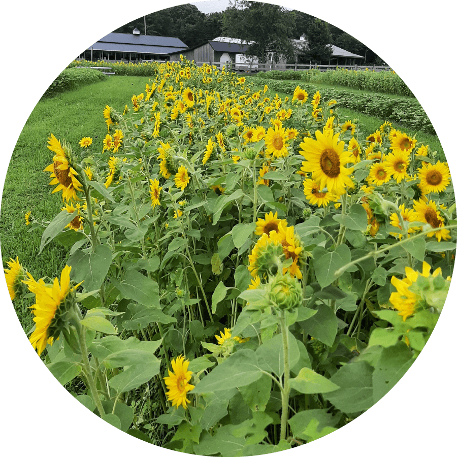 Sunflower Picking at Misty Meadow