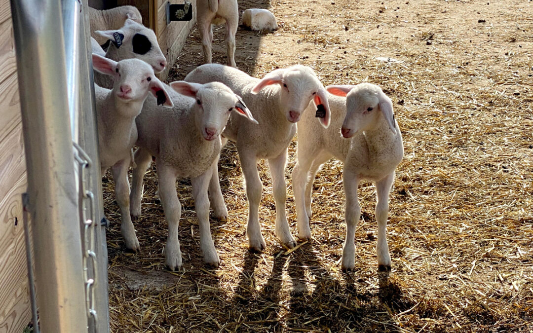 Dairy Sheep Livestock: East Friesian Lacaune ewe lambs