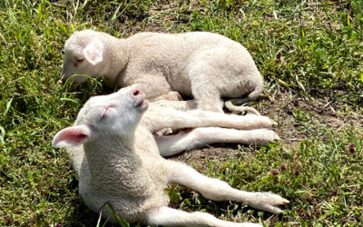 East Friesian / Lacaune Ram Lambs