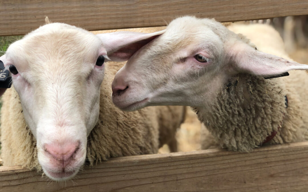 Dairy Sheep Livestock: East Friesian Lacaune wether lambs