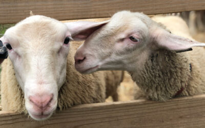 East Friesian / Lacaune Wether Lambs
